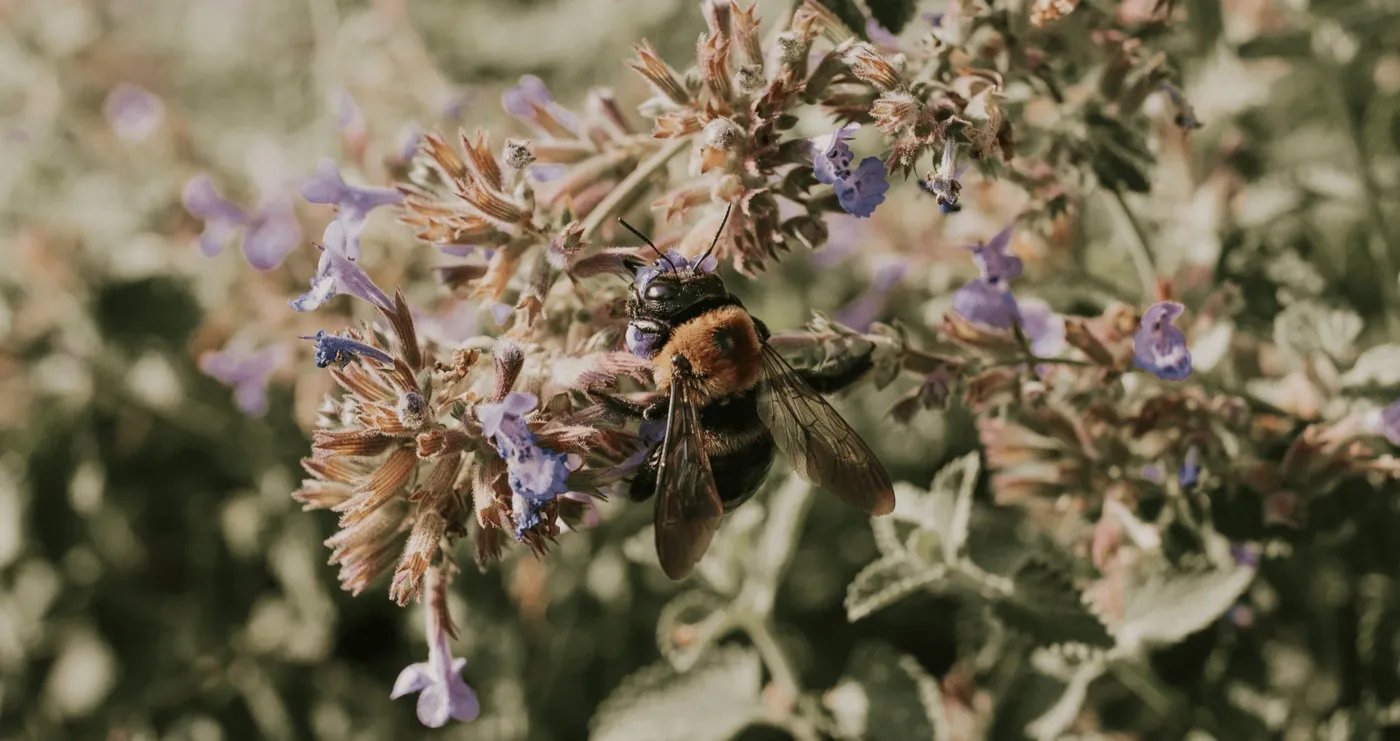 Bee resting on purple garden flowers